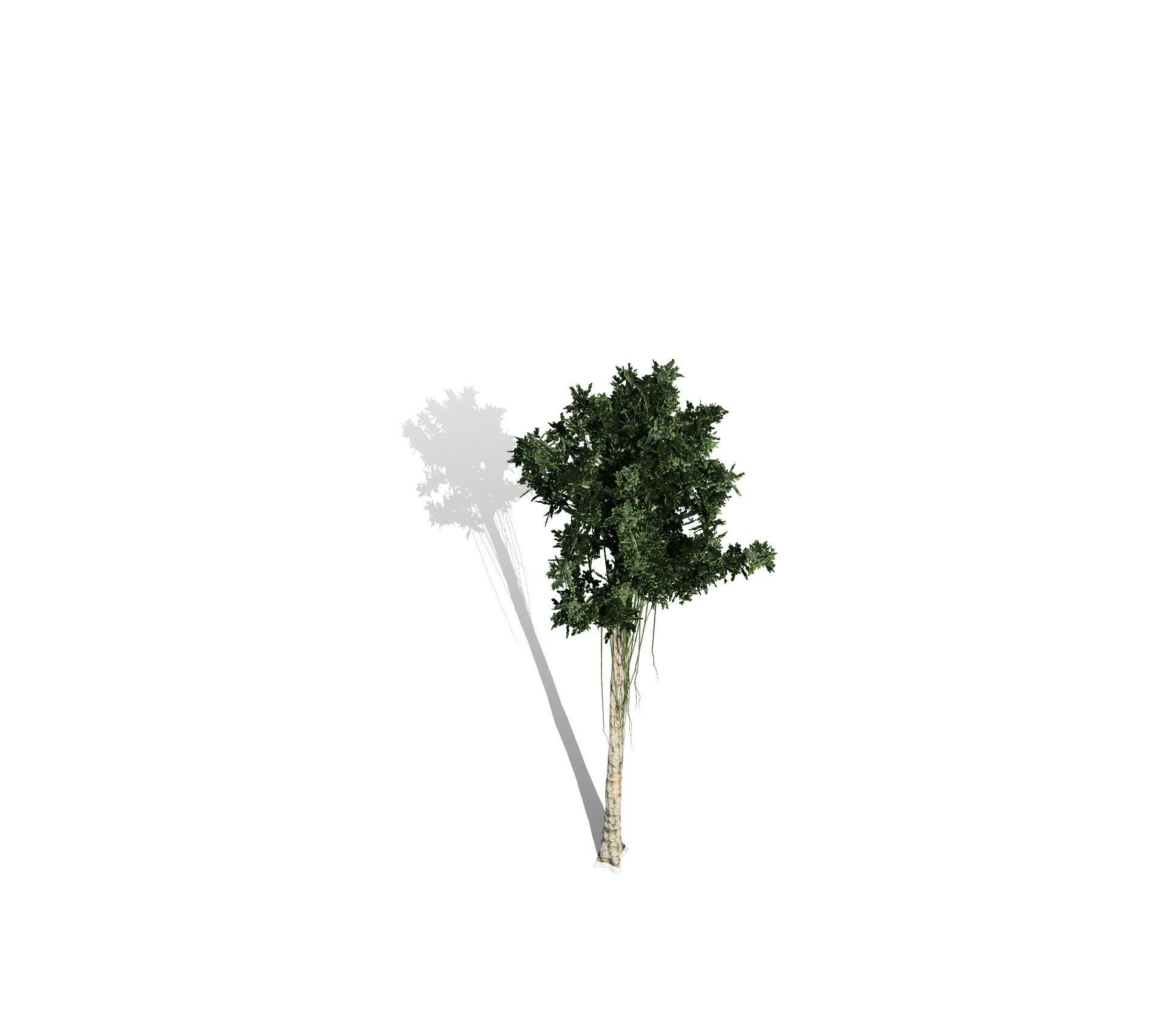 Agarwood palm tree 3D model_3