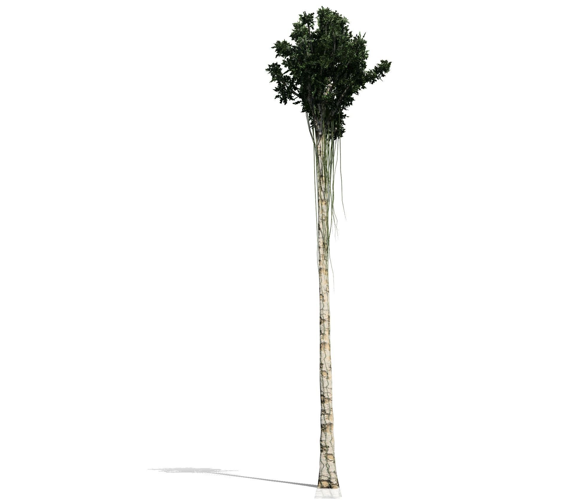 Agarwood palm tree 3D model_1
