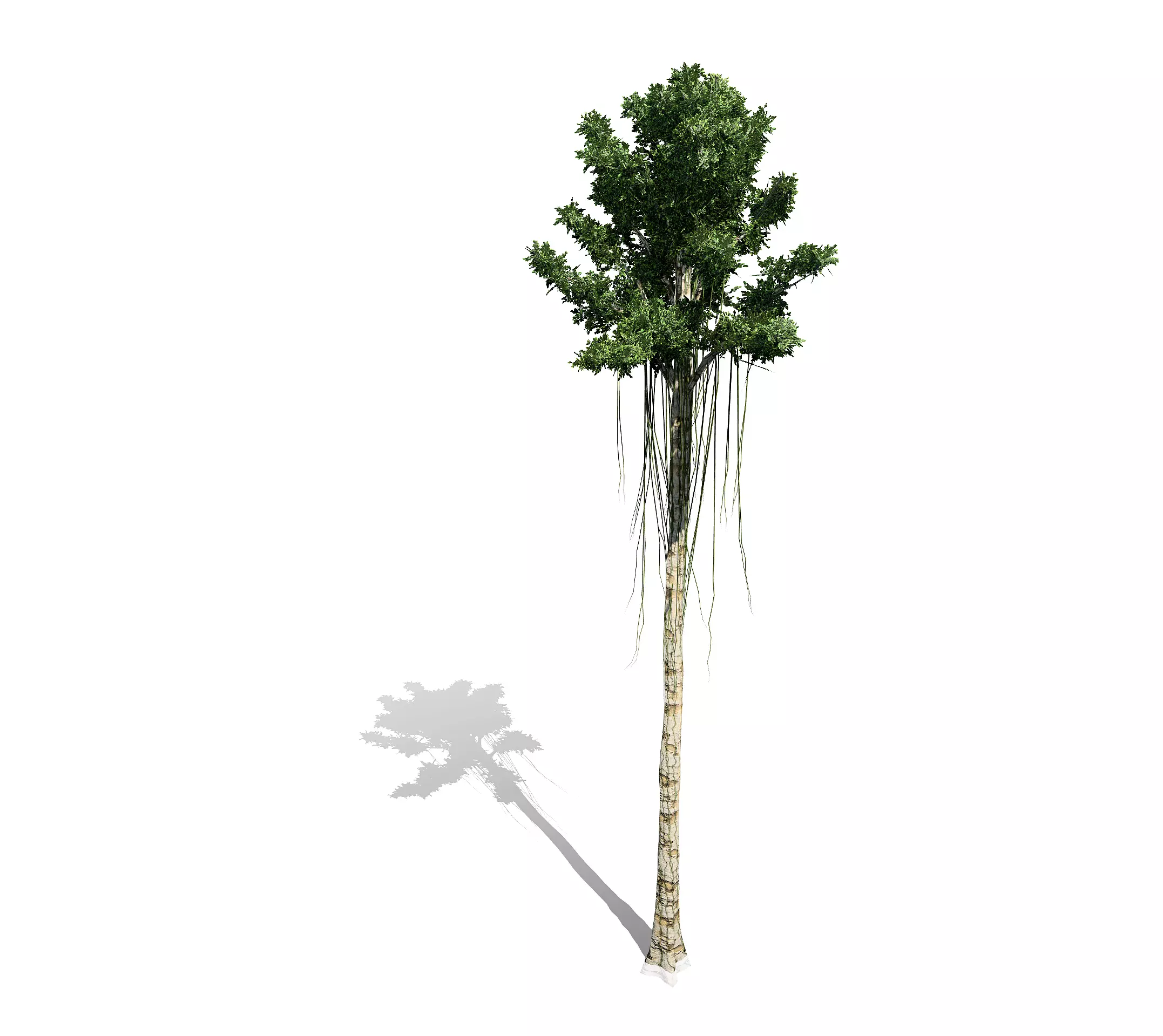 Agarwood palm tree 3D model_0