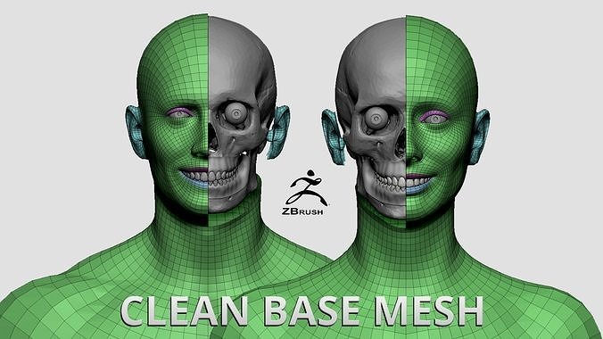 Clean Base Mesh 3D model