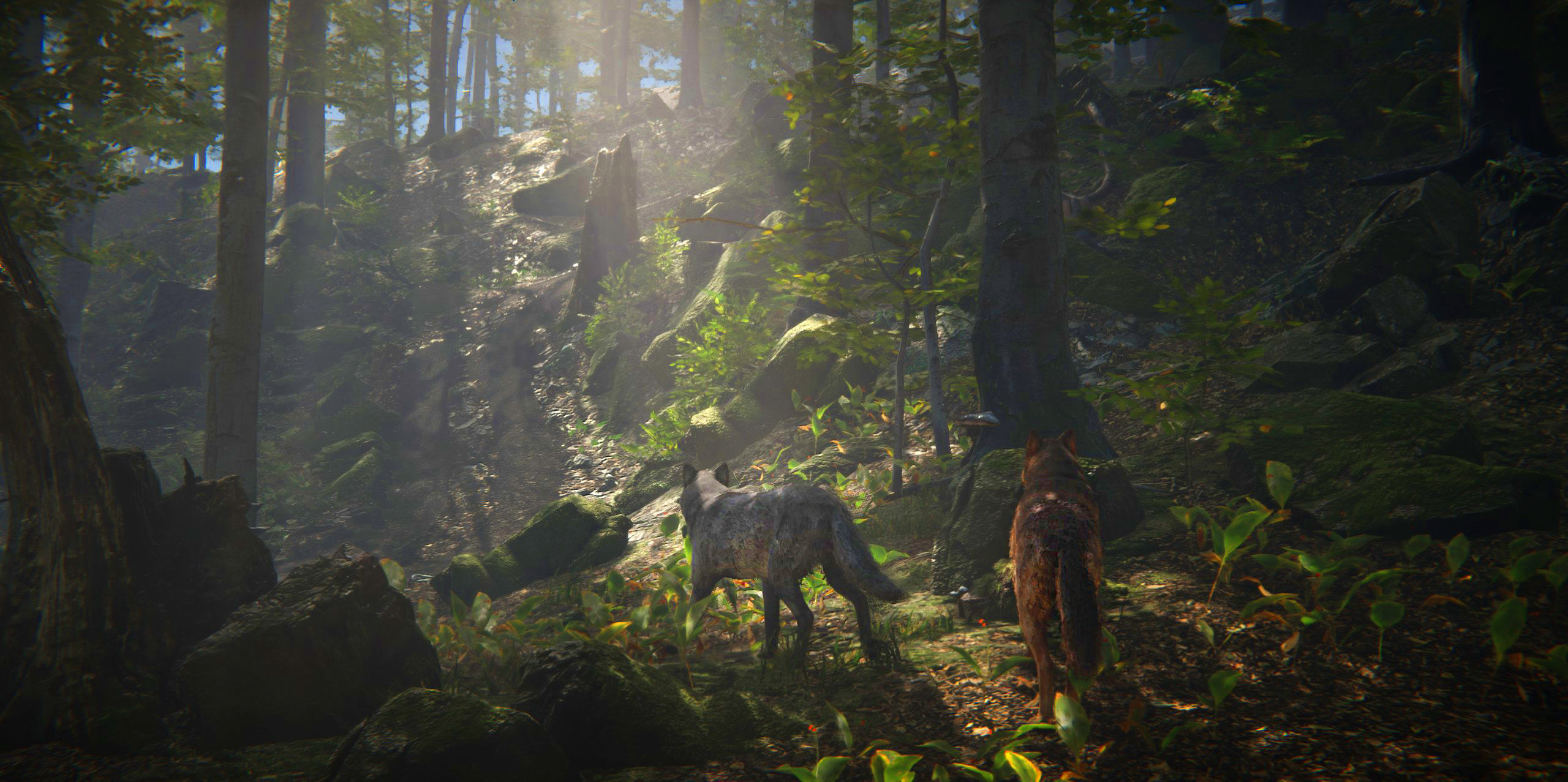 Wolf Realistic 3D model_6