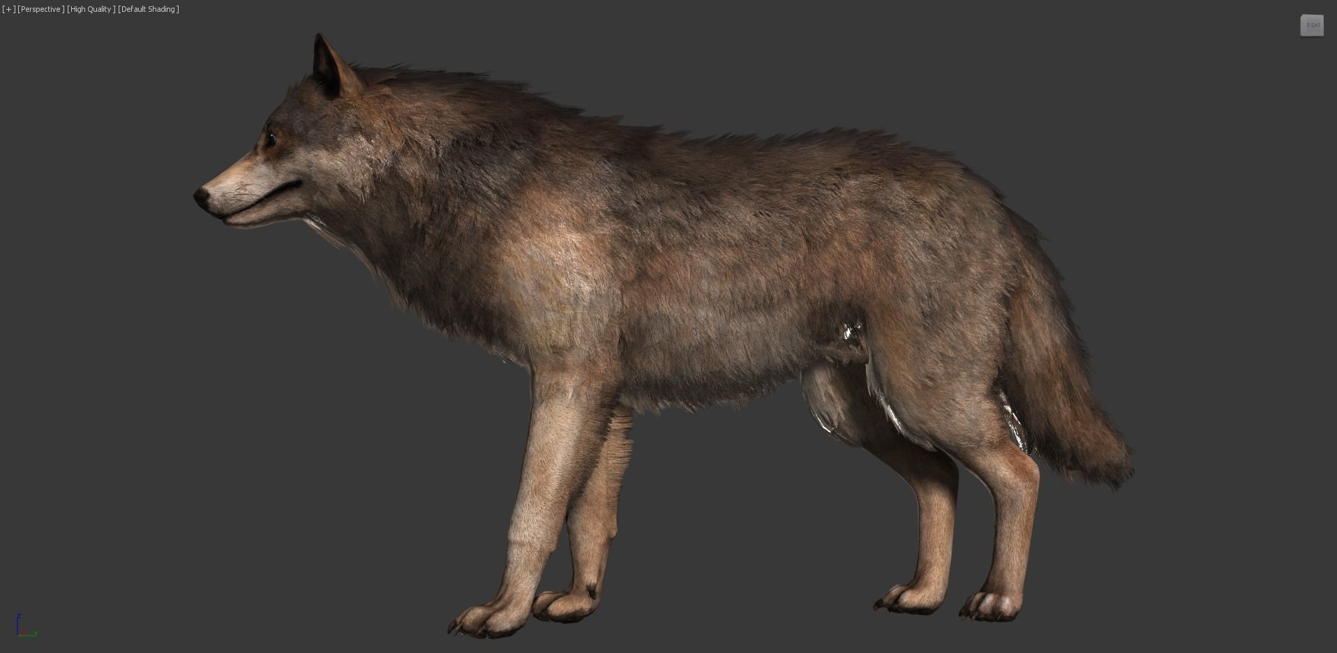 Wolf Realistic 3D model_11