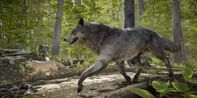 Wolf Realistic 3D model