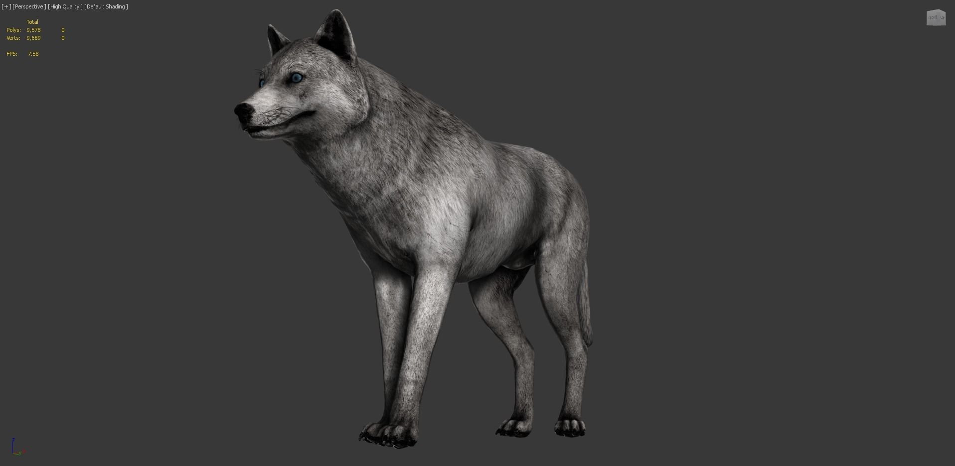 Wolf Realistic 3D model_10
