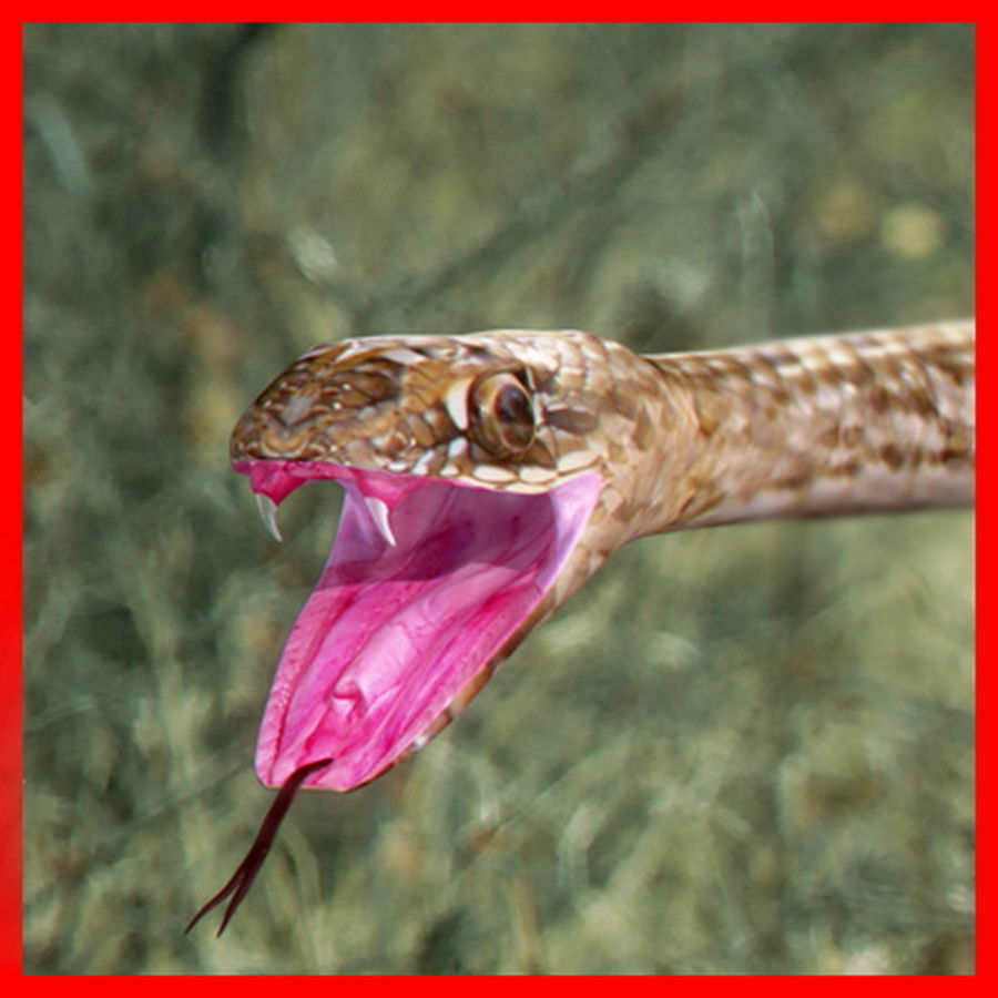 Pack - Snakes 3D model_3