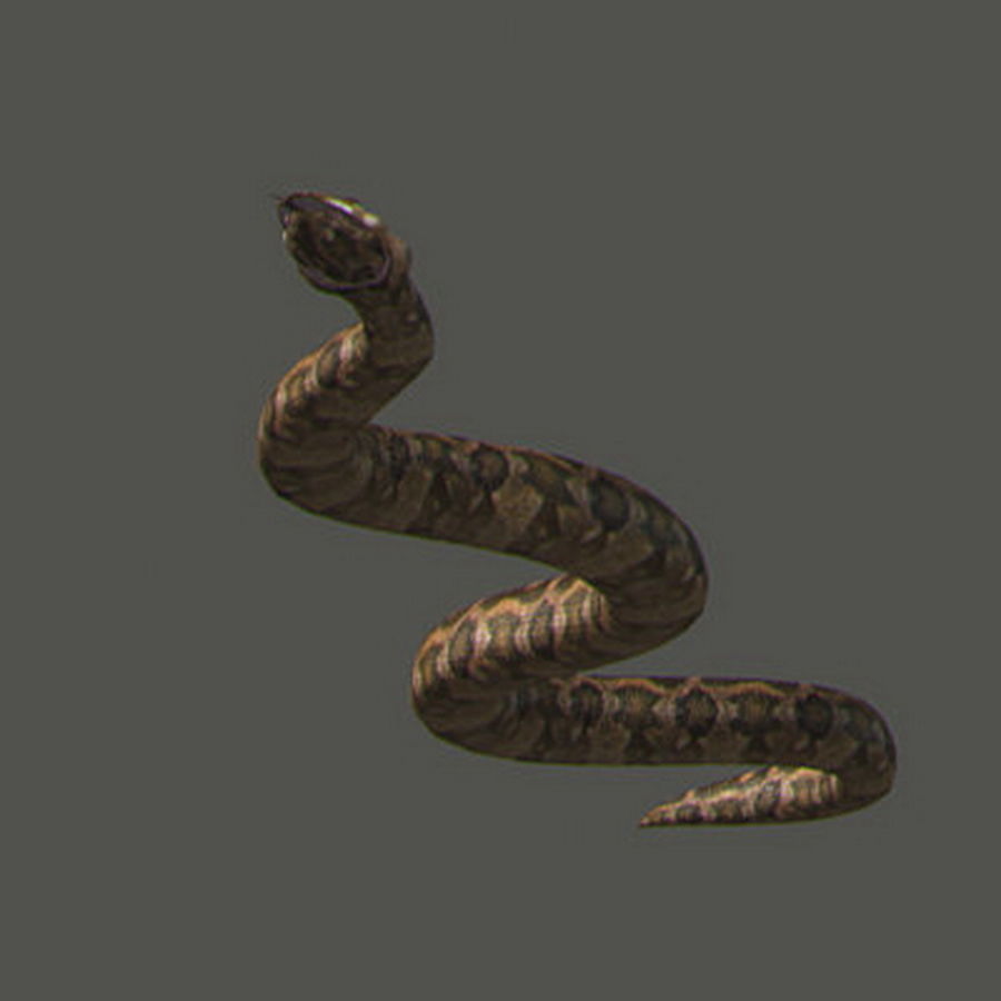 Pack - Snakes 3D model_2