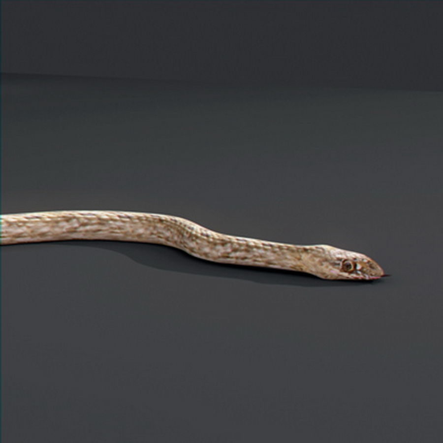 Pack - Snakes 3D model_7