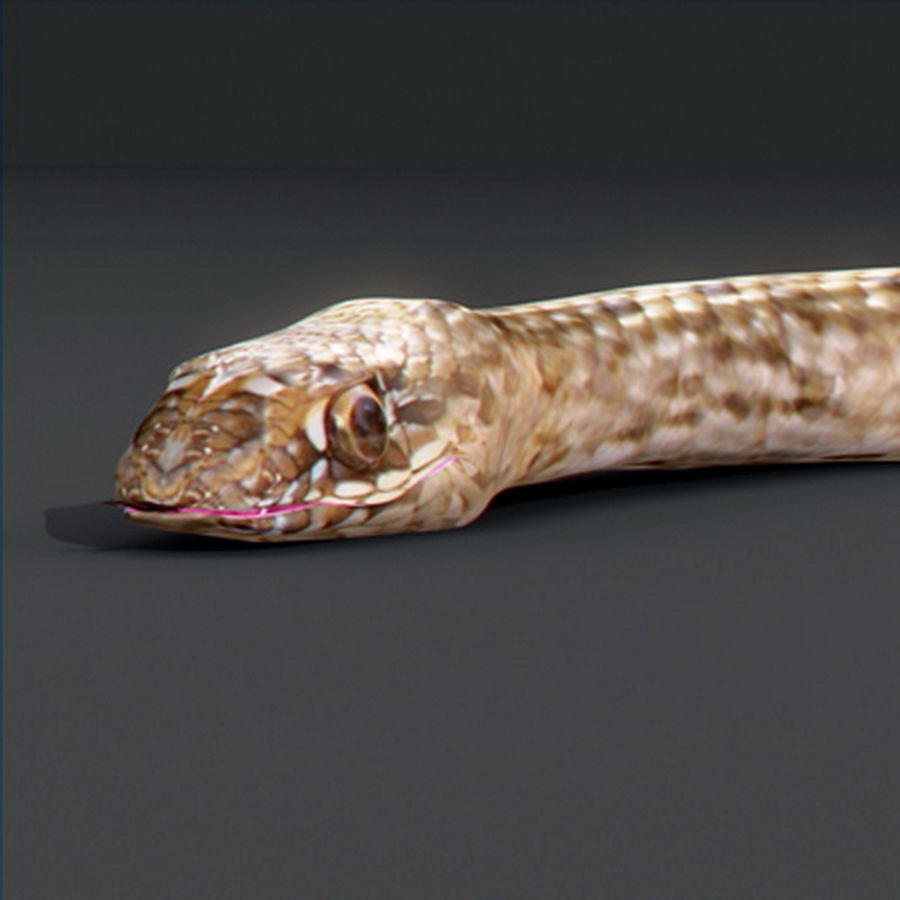 Pack - Snakes 3D model_4