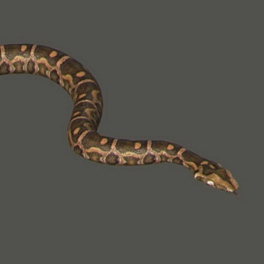 Pack - Snakes 3D model_5