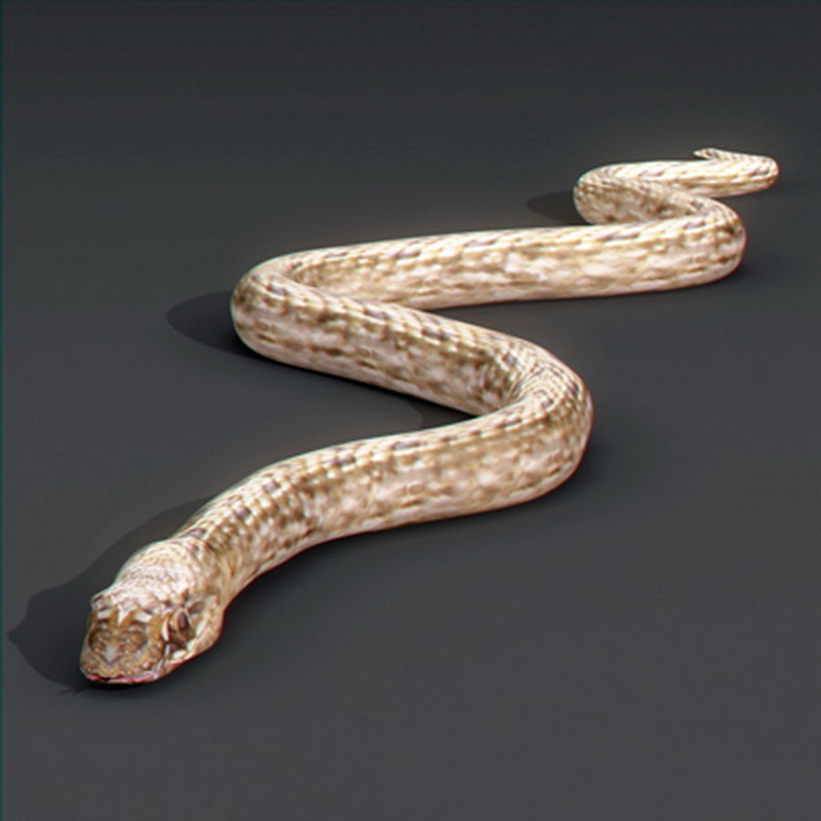 Pack - Snakes 3D model_8