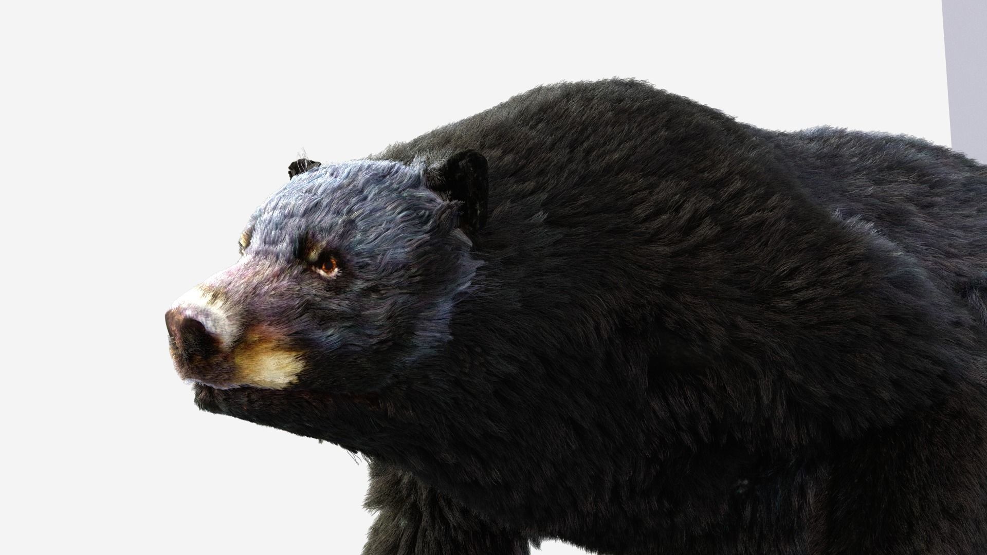 Fur Black Bear animated Low-poly 3D model_6