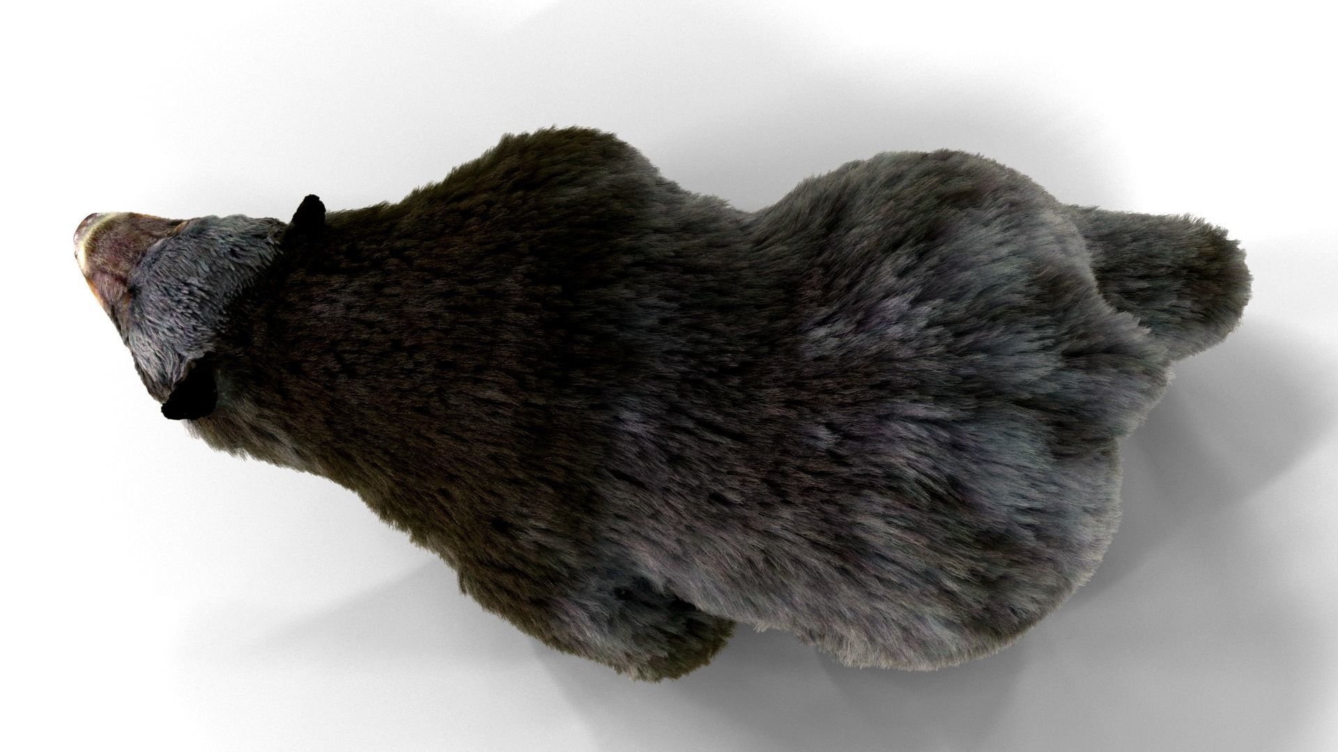 Fur Black Bear animated Low-poly 3D model_2
