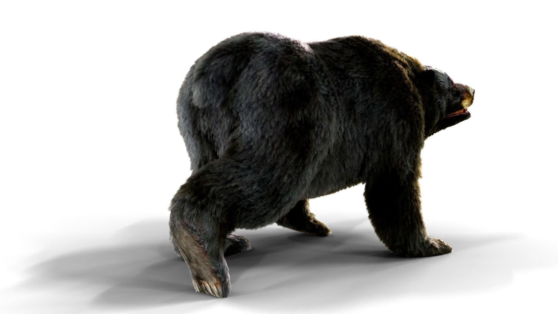 Fur Black Bear animated Low-poly 3D model_4