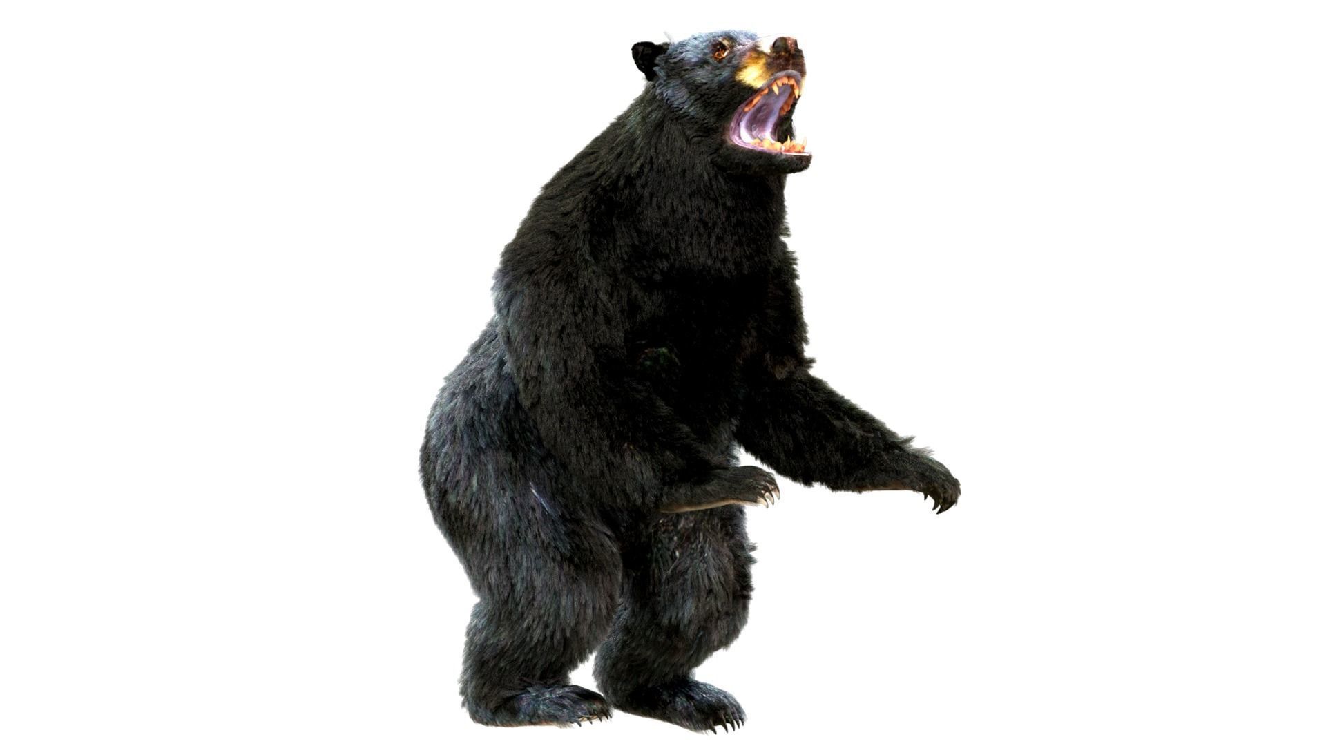 Fur Black Bear animated Low-poly 3D model_7