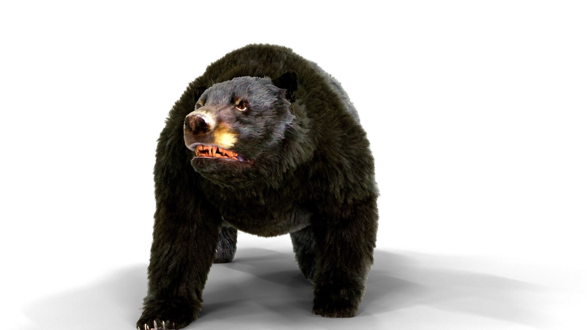 Fur Black Bear animated Low-poly 3D model_5