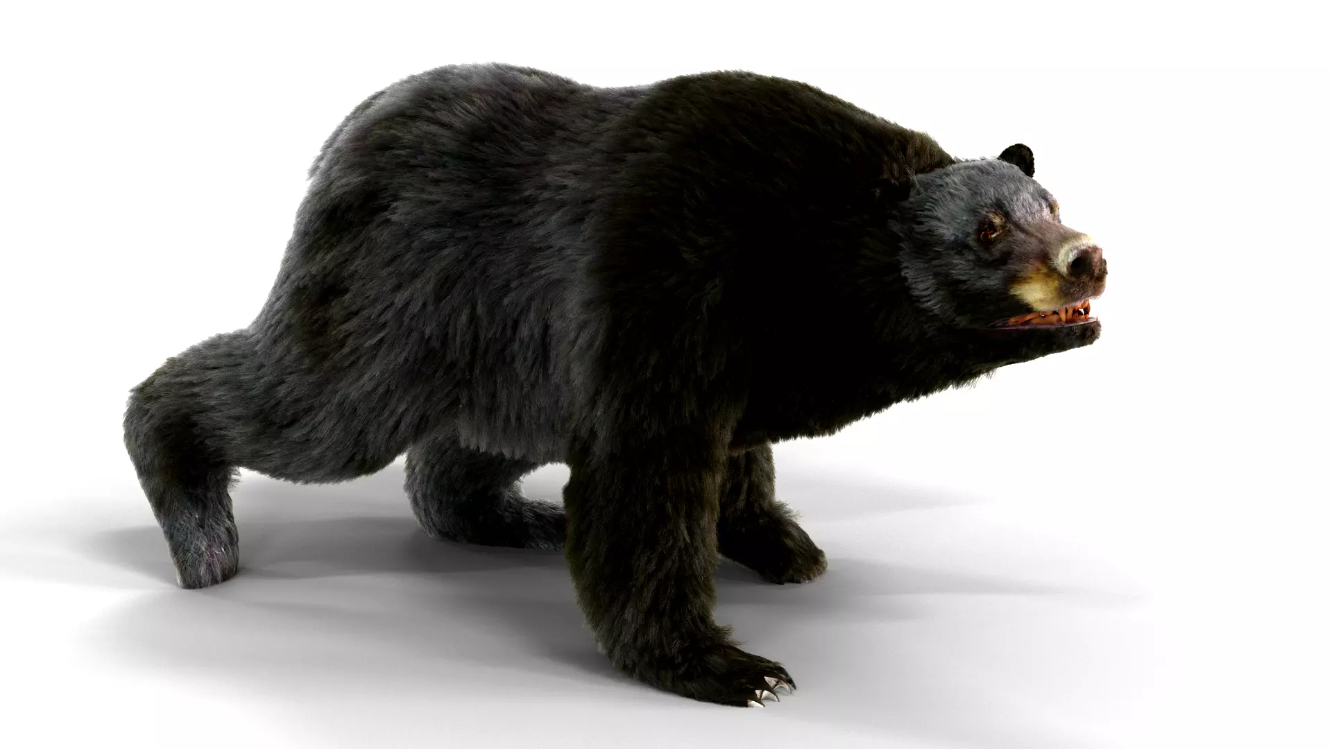 Fur Black Bear animated Low-poly 3D model_0