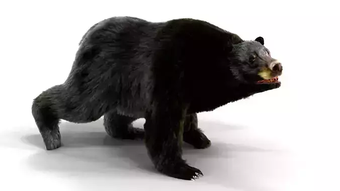 Fur Black Bear animated Low-poly 3D model