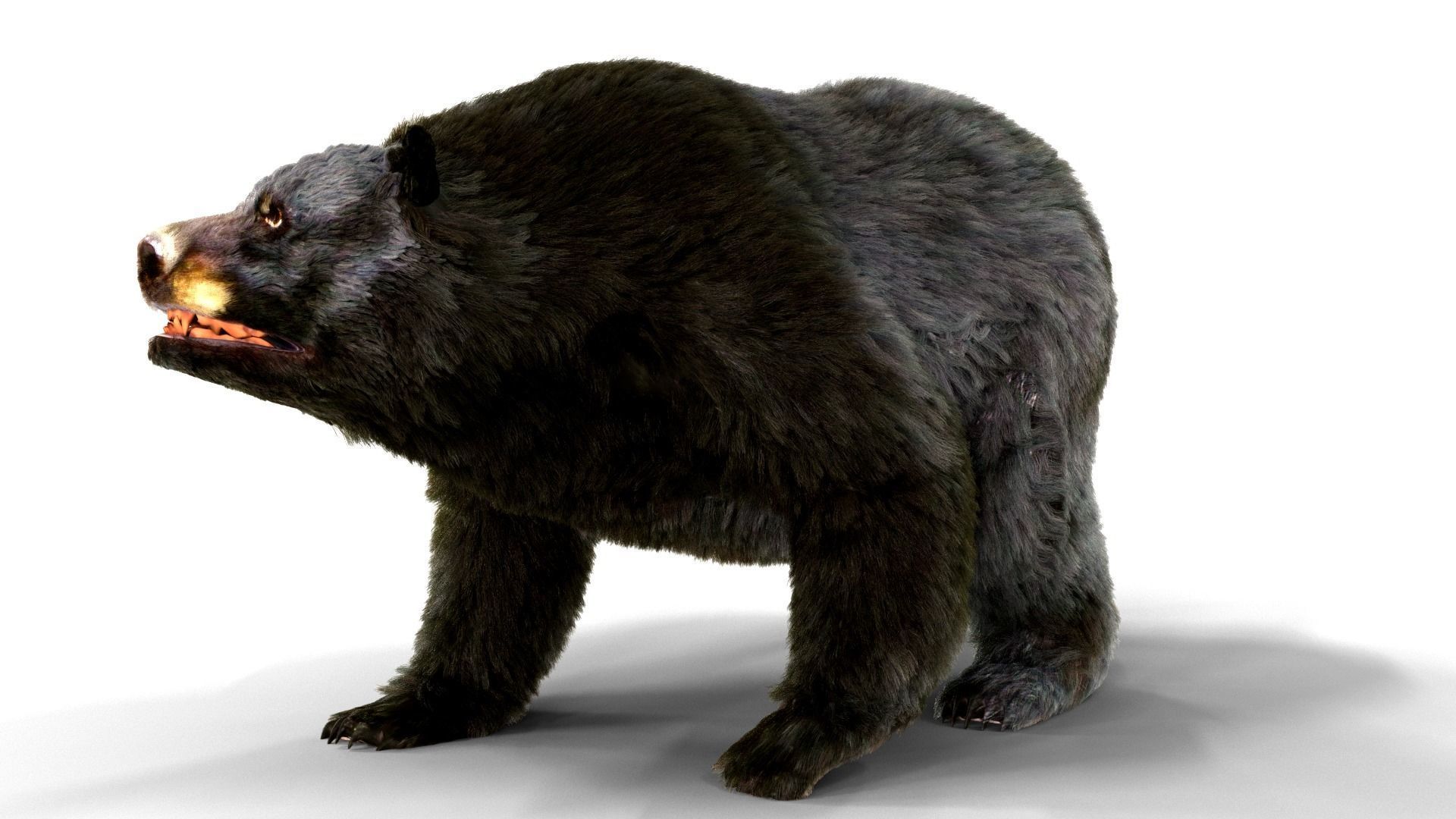 Fur Black Bear animated Low-poly 3D model_3