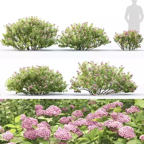 Spiraea betulifolia Pink Sparkler 01 3D model