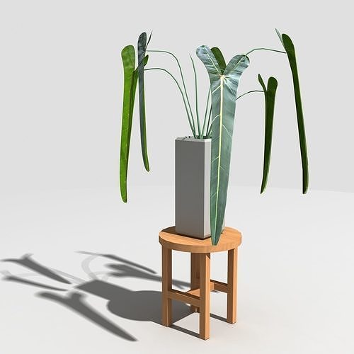 Philodendron spritus sancti Low-poly 3D model
