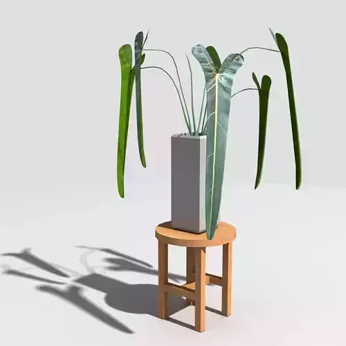 Philodendron spritus sancti