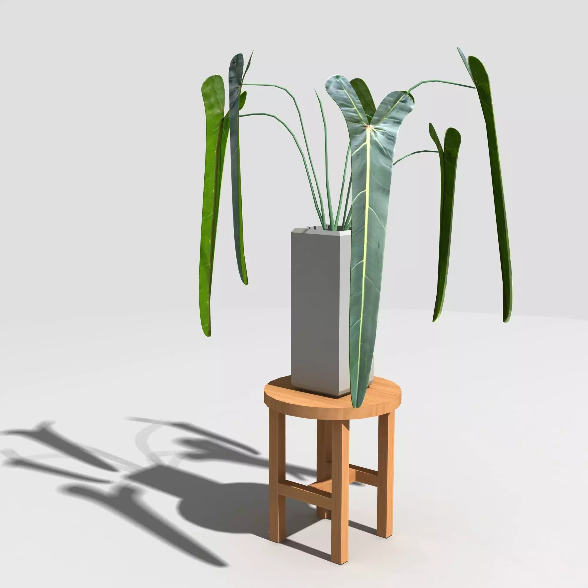 Philodendron spritus sancti Low-poly 3D model