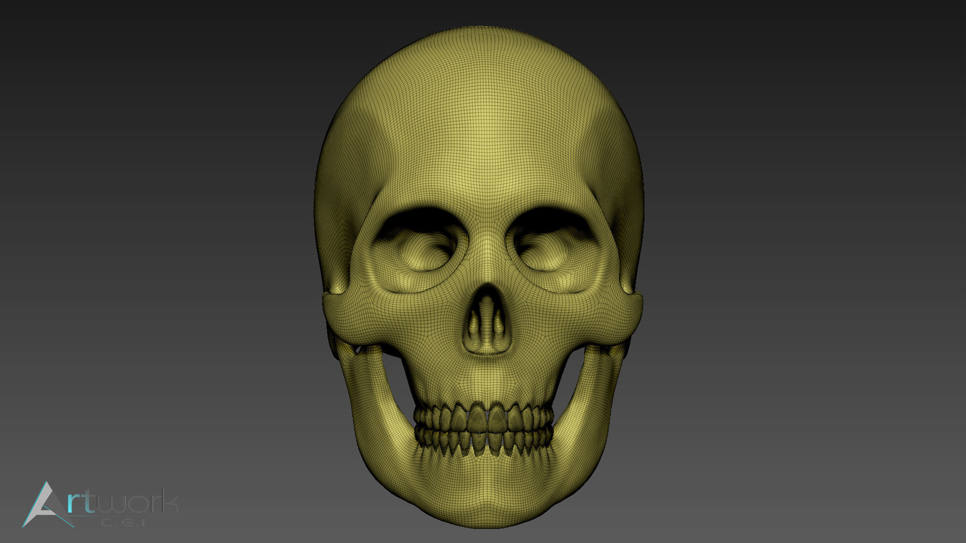Human skull Free 3D model_4