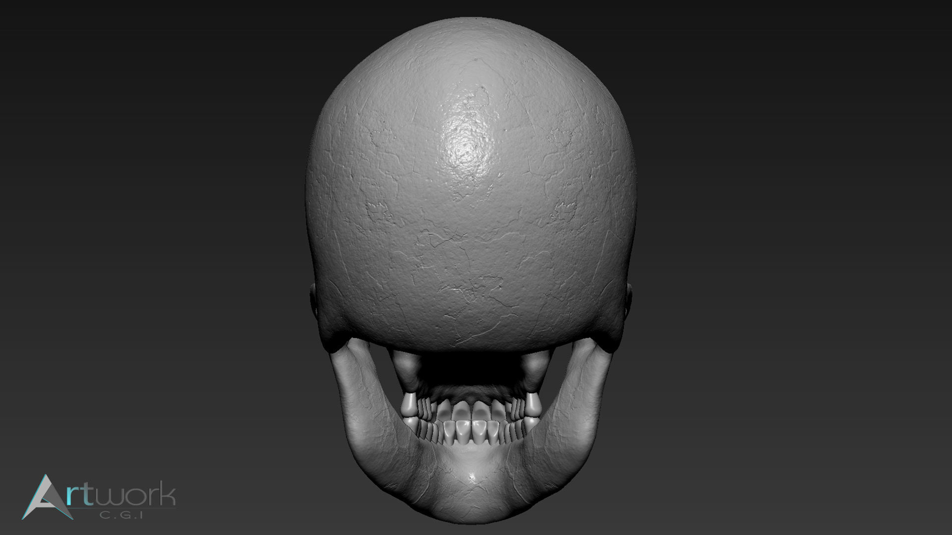 Human skull Free 3D model_3