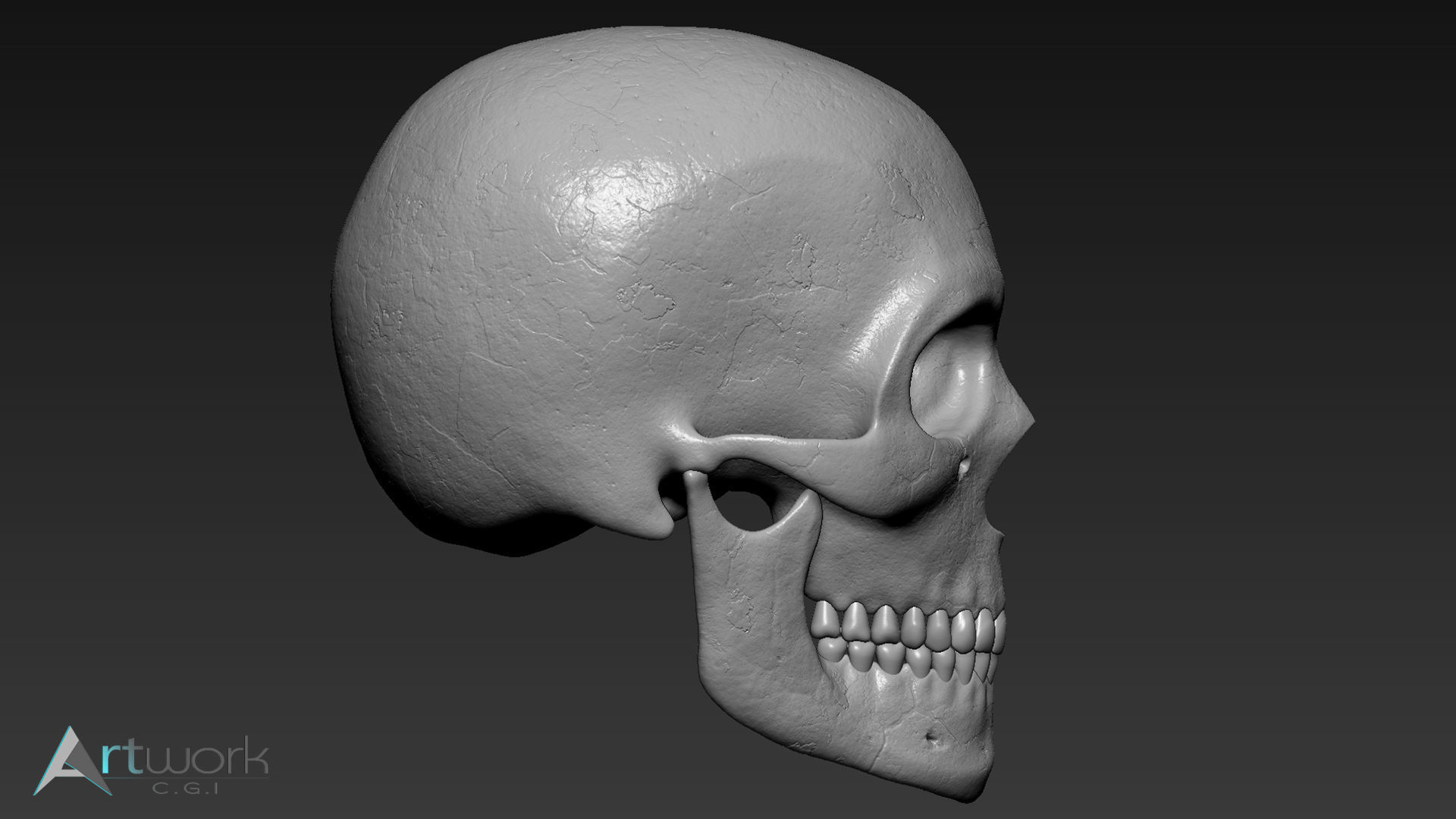 Human skull Free 3D model_2