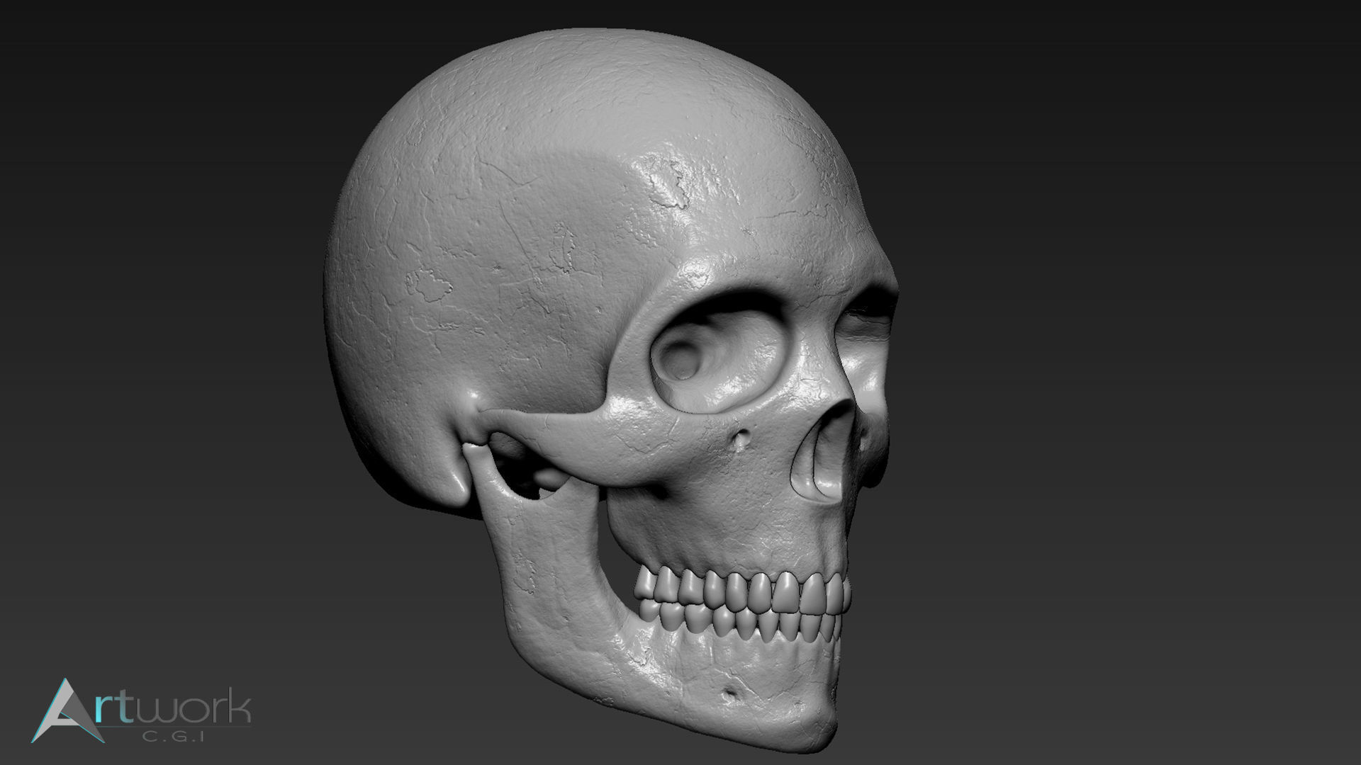 Human skull Free 3D model_1