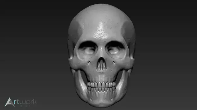 Human skull