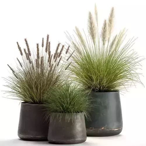 Pennisetum in a Flowerpot for the interior 902