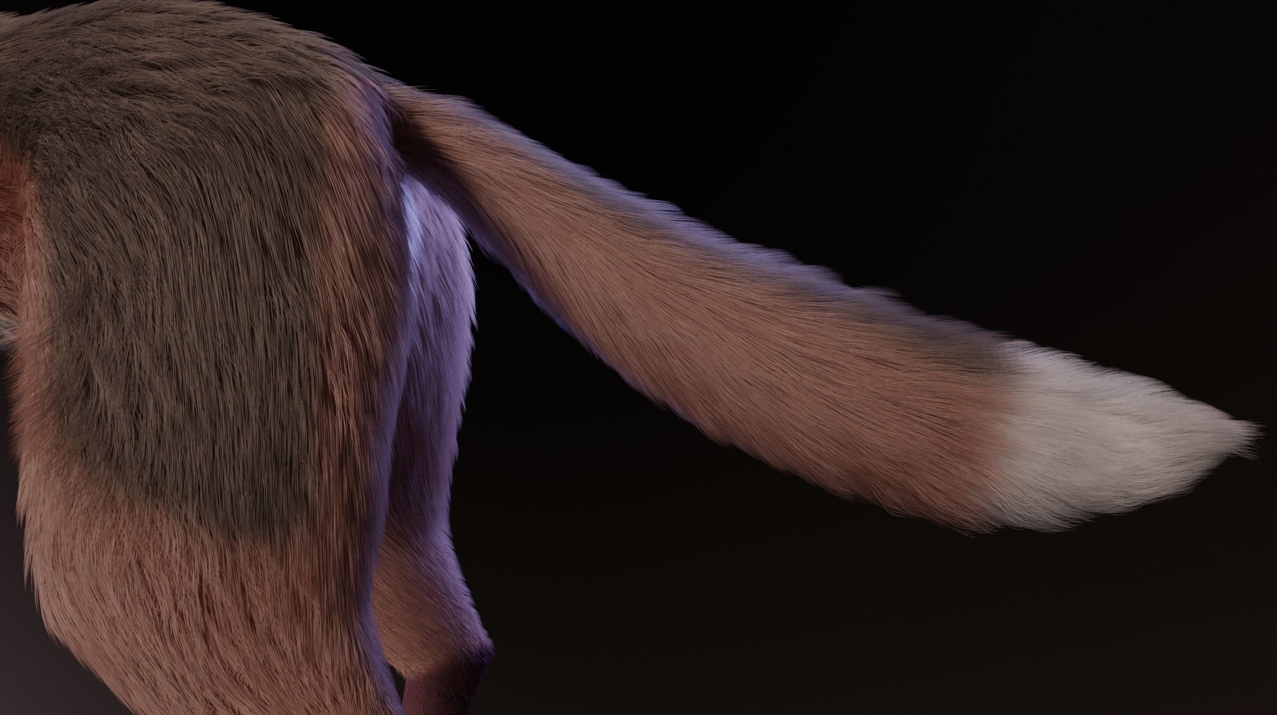 Lilly Female Fox 3D model_10