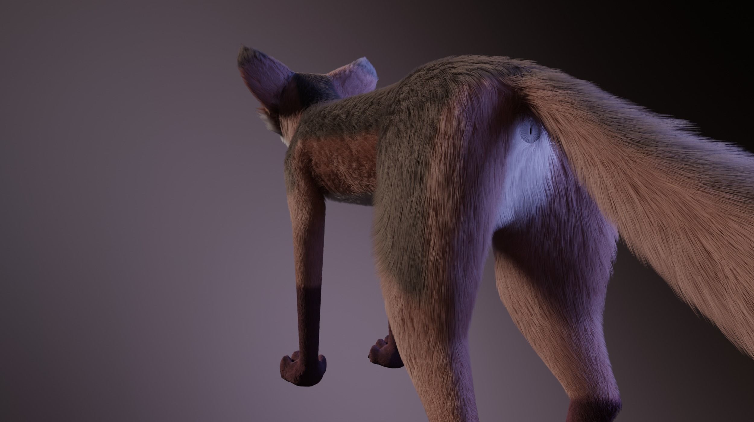 Lilly Female Fox 3D model_8