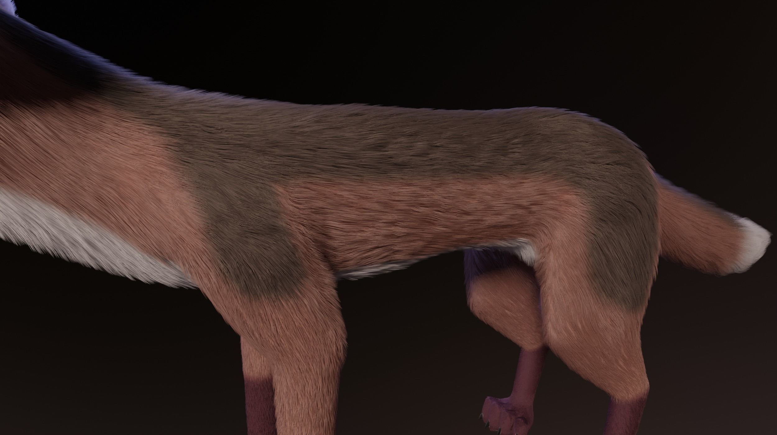 Lilly Female Fox 3D model_6