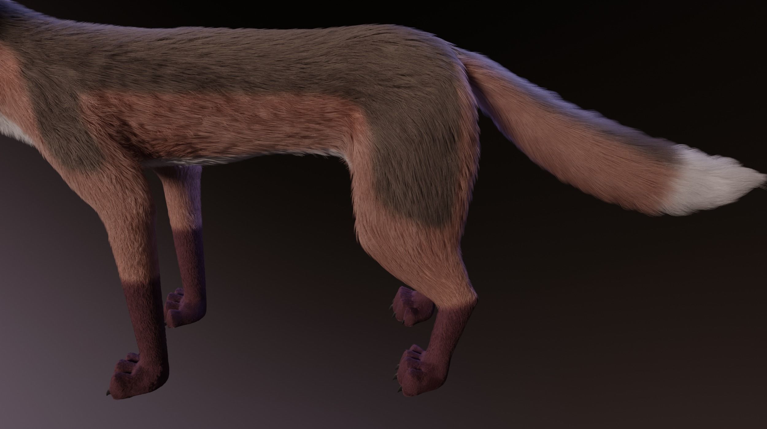 Lilly Female Fox 3D model_7