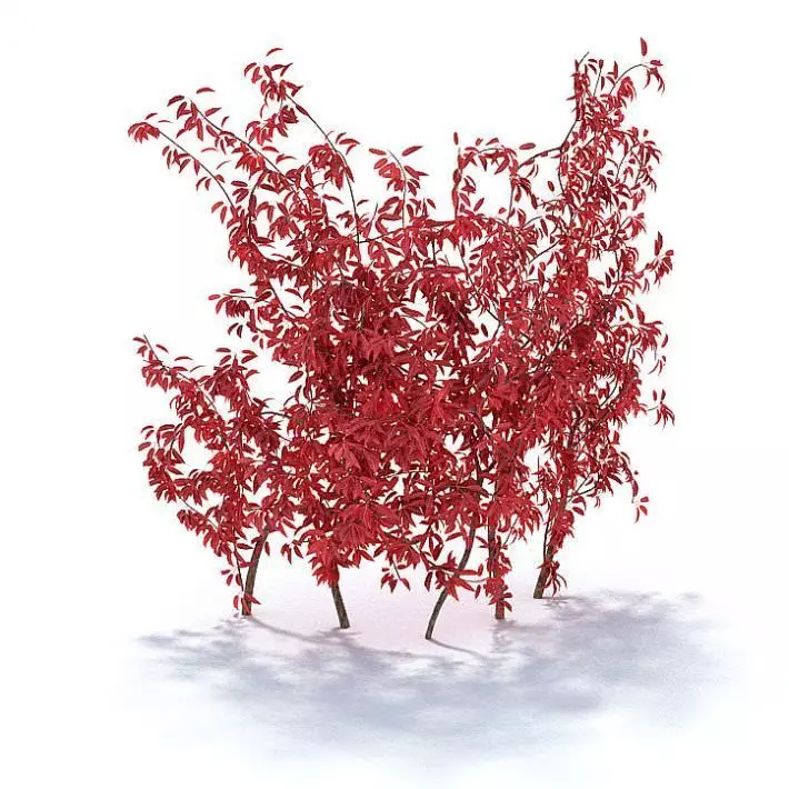 Red Leaf Branches 3D model_0