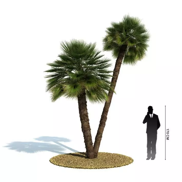 Double Tropical Palm 3D model_0
