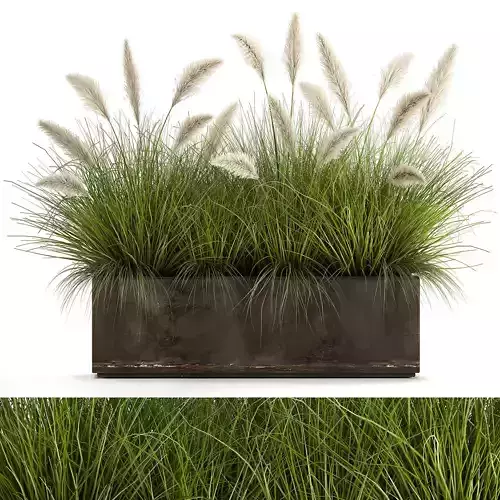 Reeds in a Flowerpot for the interior 905