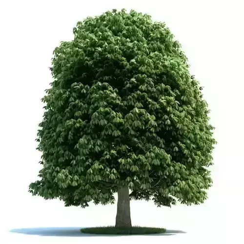 Full Grown Aesculus Plant