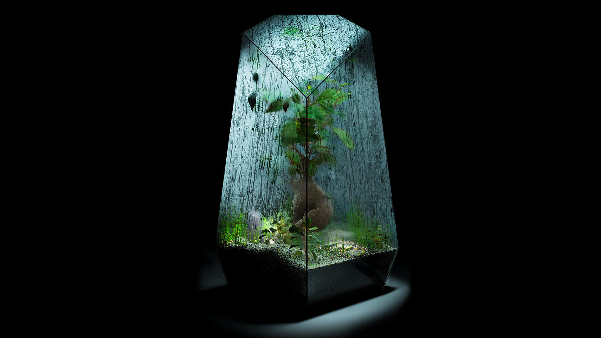 Bonsai terrarium 3D model_1