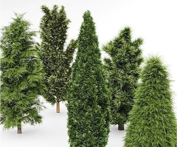 5 Different tree collection 5 trees in the scene 3D model