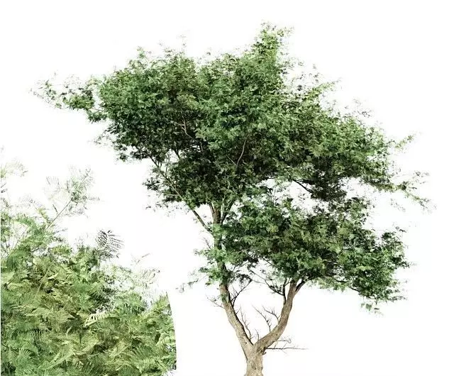 Acacia tree - East africa tree collection 1 trees in the scene 3D model_0