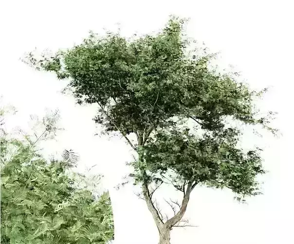 Acacia tree - East africa tree collection 1 trees in the scene 3D model