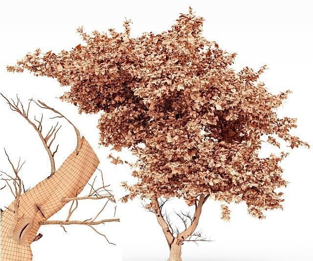 Acacia tree - East africa tree collection 1 trees in the scene 3D model_3