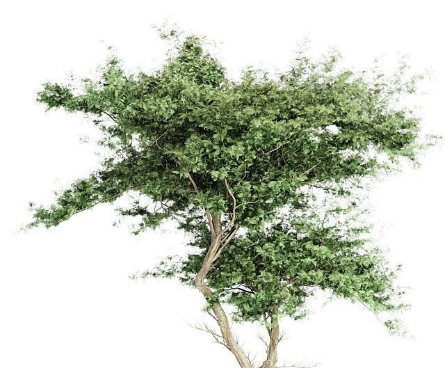Acacia tree - East africa tree collection 1 trees in the scene 3D model_2