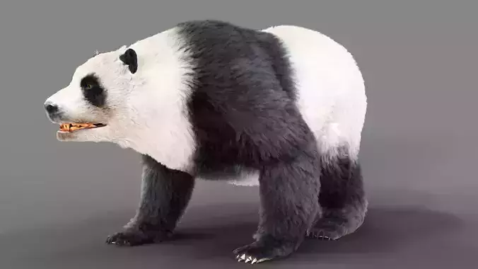 Fur Panda Bear animated Low-poly 3D model