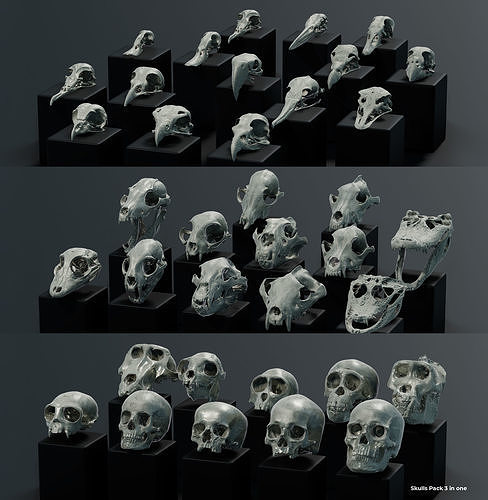 Skull Pack 3 in 1  3D model