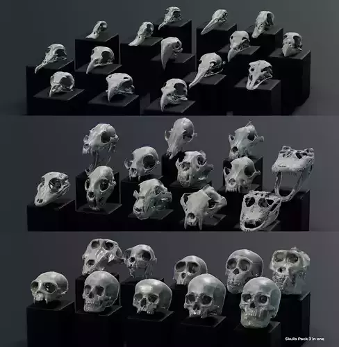 Skull Pack 3 in 1  3D model