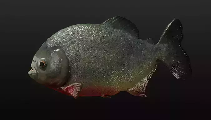 Piranha PBR game ready model fish